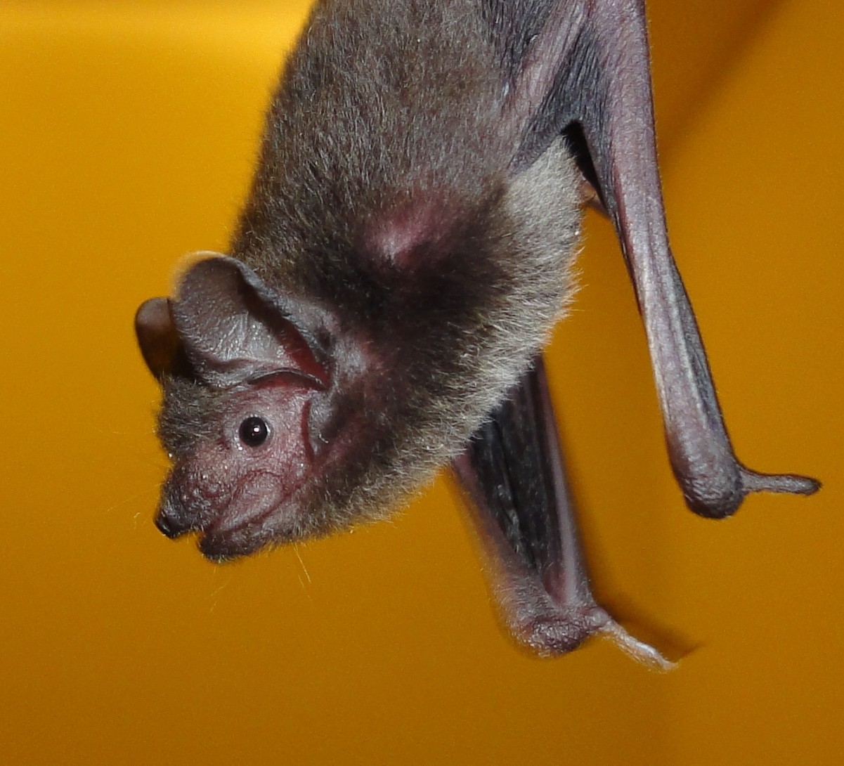 蝙蝠科 Pipistrellus abramus 東亞家蝠 Japanese House Bat 20170218 頭家國小