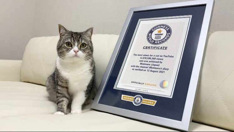 日本人氣貓貓「麻糬丸」 獲健力士世界紀錄